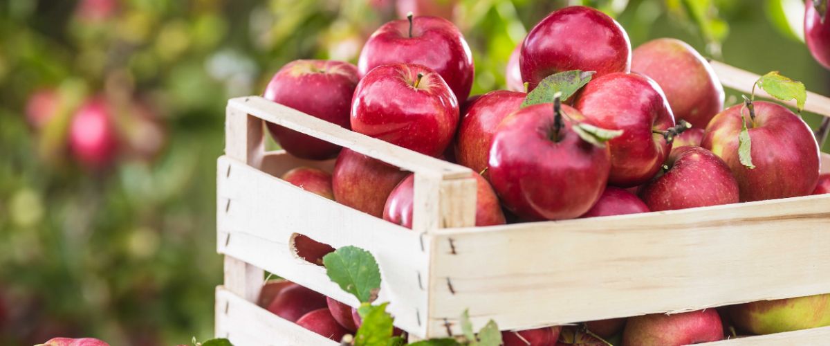 jabłka - dlaczego warto jeść 